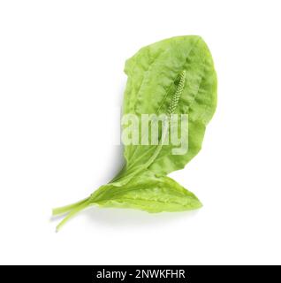 Leaves and seeds of broadleaf plantain on white background, top view. Medicinal herb Stock Photo