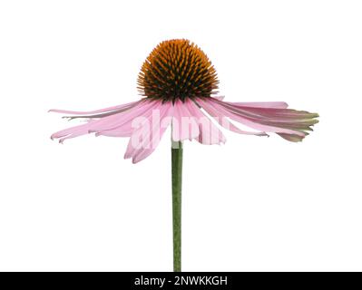 Beautiful blooming echinacea flower isolated on white Stock Photo