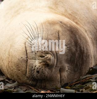 Southern Sea Lion pup, Otaria Flavescens, Falkland Islands. Stock Photo