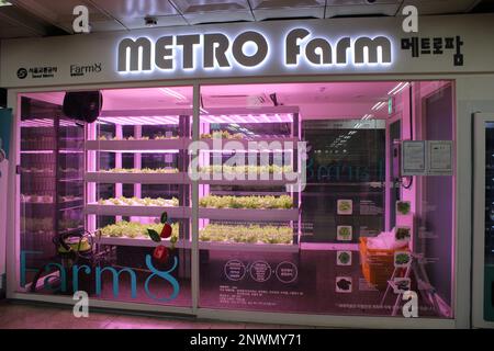 Metro Farm organic vegetable growing facility in underground subway station Stock Photo