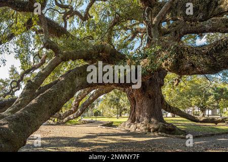 Treaty Oak, a massive and ancient Florida live oak tree at Jessie Ball duPont Park in downtown Jacksonville, Florida. (USA) Stock Photo