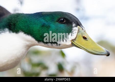 Close-up view of a curious mallard (Anas platyrhynchos) at Bird Island Park in Ponte Vedra Beach, Florida. (USA) Stock Photo