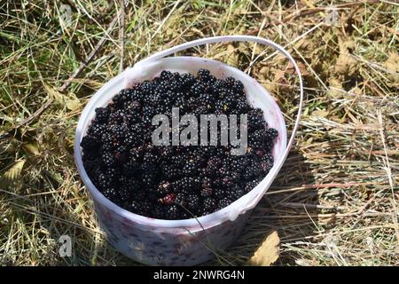 Wild blackberries (rubus allegheniensis) in a small bucket, freshly picked from a blackberry patch in rural Missouri, MO, United States, US, USA. Stock Photo