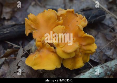 Chanterelle mushrooms growing on the forest floor in rural Missouri, MO, United States, US, USA.  Cantharellus cibarius.  Also known as girolle. Stock Photo