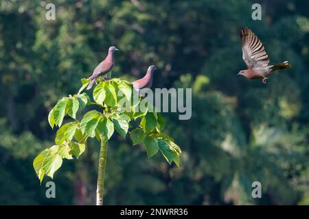 Three Pale-vented (Patagioenas cayennensis) Pigeons, two sitting in a tree, one flying, Manu National Park, Peruvian Amazon, Peru Stock Photo