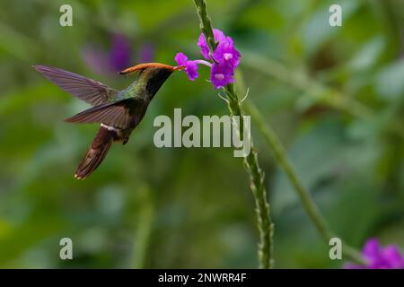 Rufous-crested Coquette (Lophornis delattrei) drinking nectar, Manu National Park cloud forest, Peru Stock Photo