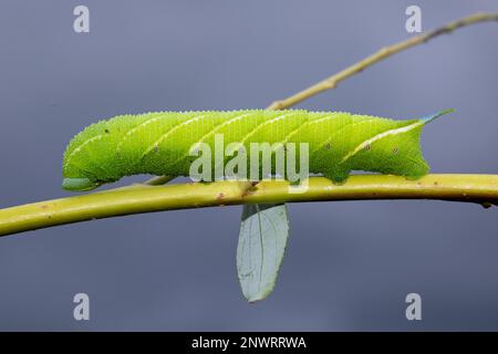 Evening peacock caterpillar sitting on stalk with green leaves looking left against blue sky Stock Photo