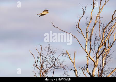 Eurasian sparrowhawk (Accipiter nisus) in flight, Falsterbo, Skane Province, Sweden Stock Photo