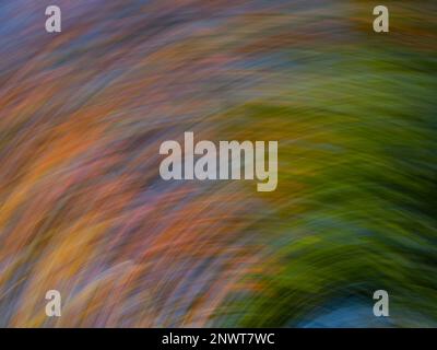 Uvalde bigtooth maple tree with fall foliage photographed from below with ICM or intentional camera movement in Lost Maples State Natural Area in Texa Stock Photo