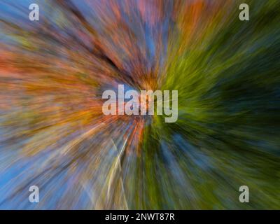Uvalde maple tree with autumn leaves photographed from below with ICM or intentional camera movement in Lost Maples State Natural Area in Texas. Stock Photo