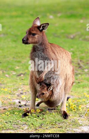 Kangaroo Island Kangaroo (Macropus fuliginosus fuliginosus), adult with joey, Mount Lofty, South Australia, Australia Stock Photo