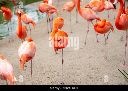 A big flock of flamingos resting on one leg Stock Photo