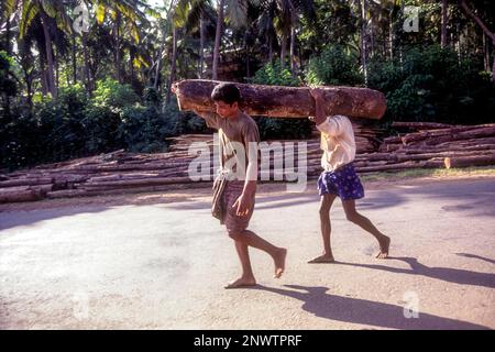 Log of wood being transported for sawing at Feroke near Kozhikode, Kerala, India, Asia Stock Photo