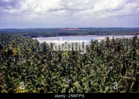 Coconut trees around Mahi in Puducherry or Pondicherry (union territory) . A Scene from Ezhimala hill, Kerala, India, Asia Stock Photo