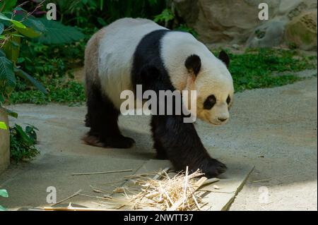 Xing Xing, The male Giant Panda walking around his enclosure at Zoo Negara, Kuala Lumpur, malaysia Stock Photo