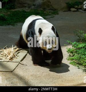 Xing Xing, The male Giant Panda walking around his enclosure at Zoo Negara, Kuala Lumpur, malaysia Stock Photo