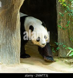 Xing Xing, The male Giant Panda walking around his enclosure at Zoo Negara, Kuala Lumpur, malaysia Stock Photo