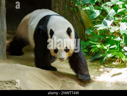 Xing Xing, The male Giant Panda walking around his enclosure at Zoo Negara, Kuala Lumpur, malaysia Stock Photo