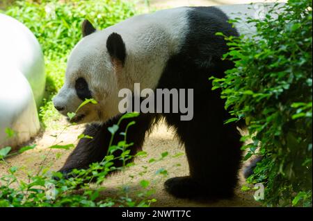 Xing Xing, The male Giant Panda walking around his enclosure at Zoo Negara, Kuala Lumpur, malaysia Stock Photo