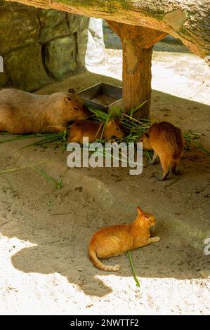 Capybara feeding time with an onlooking ginger cat at Zoo Negara, Kuala Lumpur, Malaysia Stock Photo