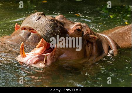 A Nile Hippopotamus swimming and yawning on a sunny day Stock Photo