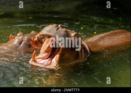 A Nile Hippopotamus swimming and yawning on a sunny day Stock Photo