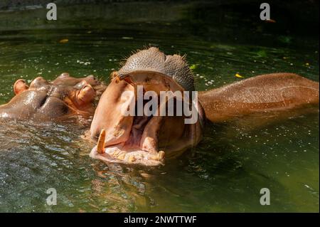 A Nile Hippopotamus swimming and yawning on a sunny day Stock Photo