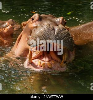 A Nile Hippopotamus swimming and yawning on a sunny day Stock Photo