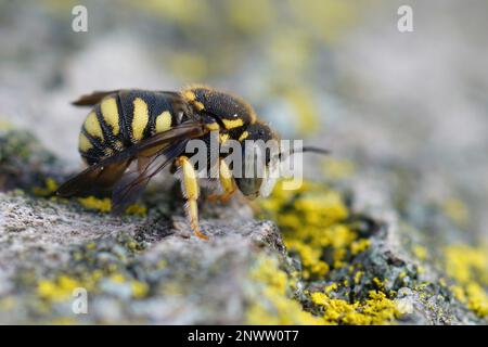 Detailed closeup on a small, colorful yellow male rotund resin bee, Anthidiellum strigatum Stock Photo