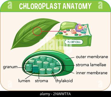 Diagram Of Chloroplast Anatomy For Biology And Life Science Education ...