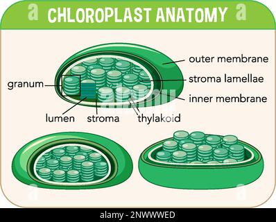 Diagram of Chloroplast Anatomy for Biology and Life Science Education ...