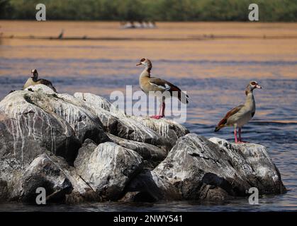 Egyptian goose duck (Alopochen aegyptiaca) near river Nile in Aswan, Egypt Stock Photo