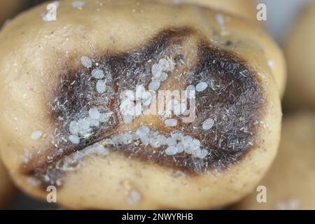 Eggs laid on a faba bean seed by female of Indian meal moth or mealmoth (Plodia interpunctella) moth of storage pest. Stock Photo