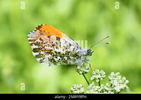 The orange tip butterfly Anthocaris cardamines male on flower Stock Photo