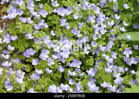 Creeping speedwell blue flowers Veronica filiformis Stock Photo