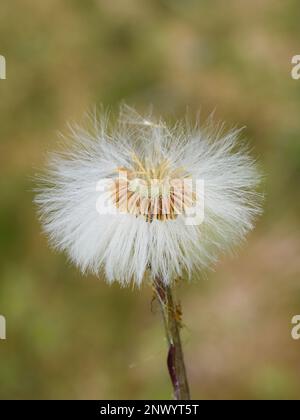 The fluffy seed ball of a coltsfoot plant tussilago farfara Stock Photo