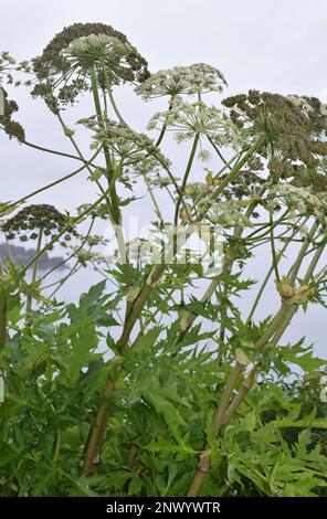 The invasive plant Persian hogweed Heracleum persicum Stock Photo
