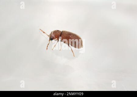 Biscuit, drugstore or bread beetle (Stegobium paniceum) adult stored product pest. Stock Photo