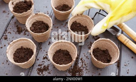 Close up of hand in yellow glove holding eco friendly biodegradable peat pot with planted seeds, top view, selective focus. Spring natural gardening Stock Photo