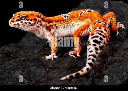 ©Matthijs Kuijpers - REPTILES4ALL Stock Photo