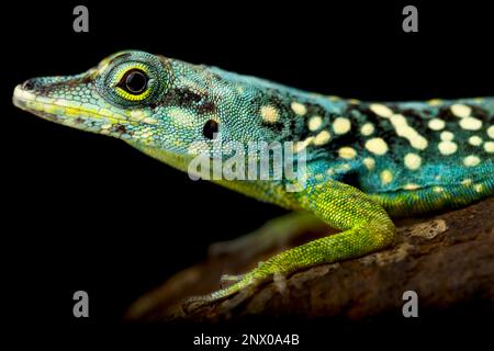 Martinique Anole (Anolis roquet summus) male Stock Photo