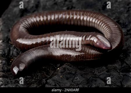 Mexican burrowing caecilian (Dermophis mexicanus Stock Photo - Alamy