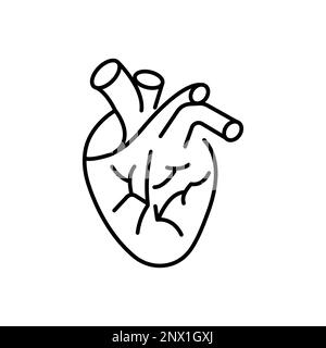 Heart Anatomy organ linear style isolated. Vector illustration Stock Vector