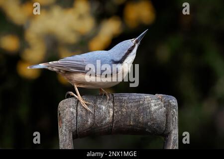 A close up image of a nuthatch, Sitta europaea, as it looks up for predators. It is perched on an old wooden fork handle Stock Photo