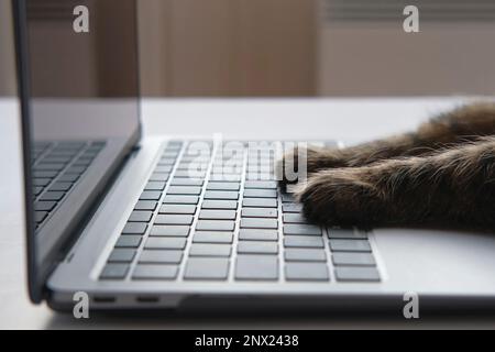 Cat using the computer. Cat Paw using Laptop. Side View Close Up. Home Office. Fluffy Feline Paws Typing on the Keyboard, Scrolling Swiping and Tappin Stock Photo