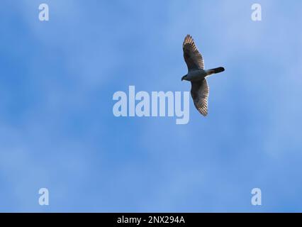Goshawk (Accipiter gentilis) in flight against a blue sky, Norfolk Stock Photo