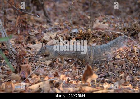 Narrow-striped Mongoose - Mungotictis decemlineata, beautiful shy mammal, endemic in Madagascar dry forests, Kirindy, Madagascar. Stock Photo