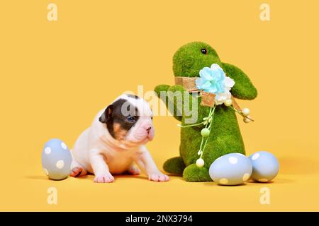 Tan pied French Bulldog dog puppy with Easter bunny and eggs on yellow background Stock Photo