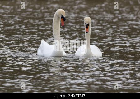 Mute swan Cygnus olor, Breeding season early spring uk pair white plumage long neck orange red bill with black base and knob courting display in water Stock Photo