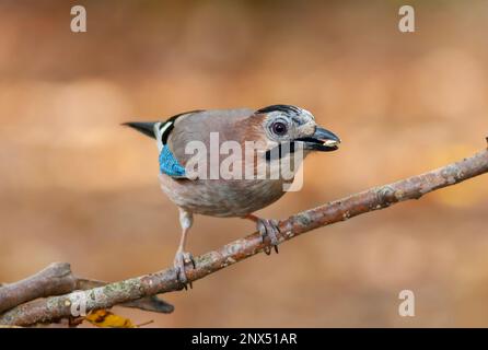 colorful ash-colored big crow, Alakarga, Eurasian Jay, Garrulus glandarius Stock Photo